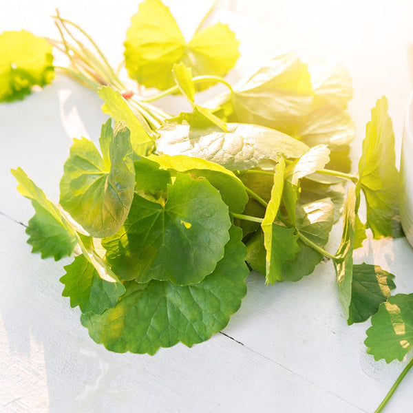 INGREDIENT SPOTLIGHT: CENTELLA ASIATICA